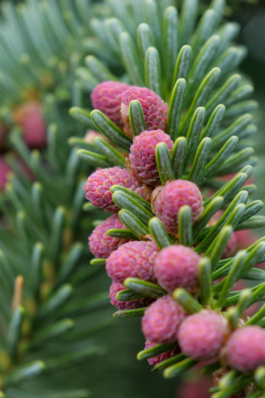 Abies pinsapo ‘Glauca’ | Abies pinsapo ‘Glauca’ - Van den Berk Viviros